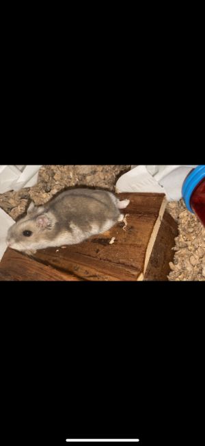 Petfinder hamsters best sale