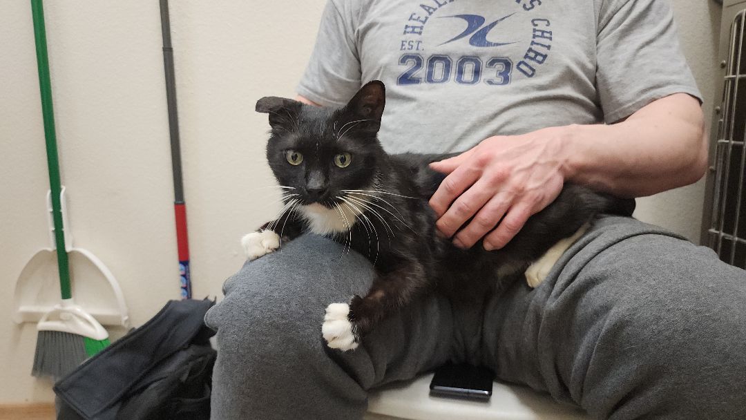 Cat for adoption Rhode, a Domestic Short Hair in Wahpeton, ND Petfinder