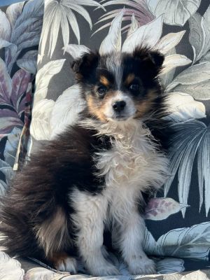 Mini australian best sale shepherd petfinder