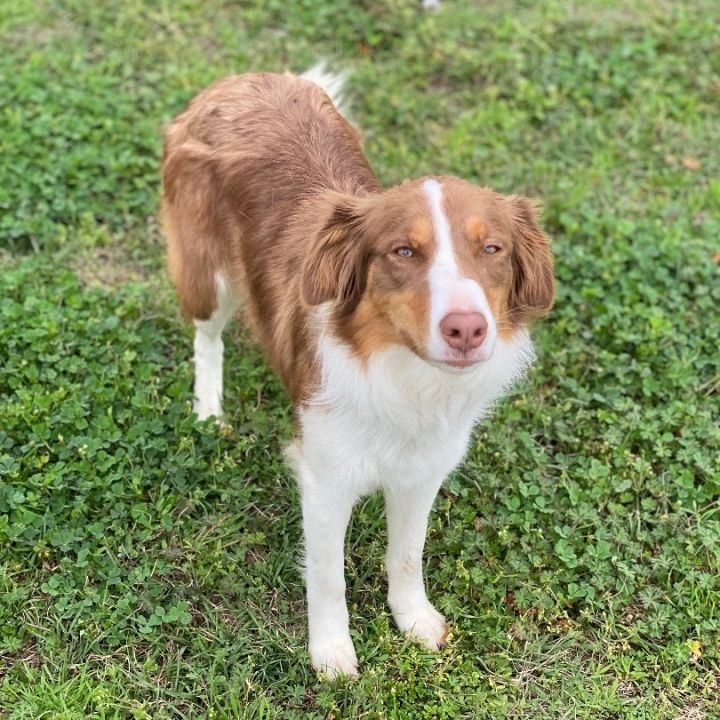 Aussie best sale brittany mix