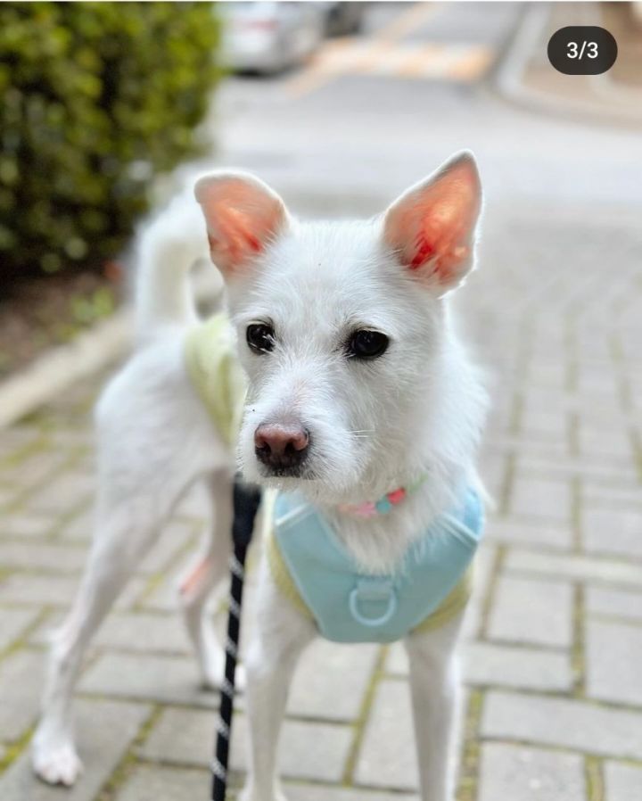 Jindo terrier store