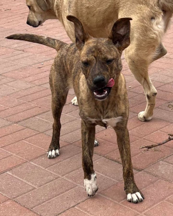 Catahoula clearance dingo mix