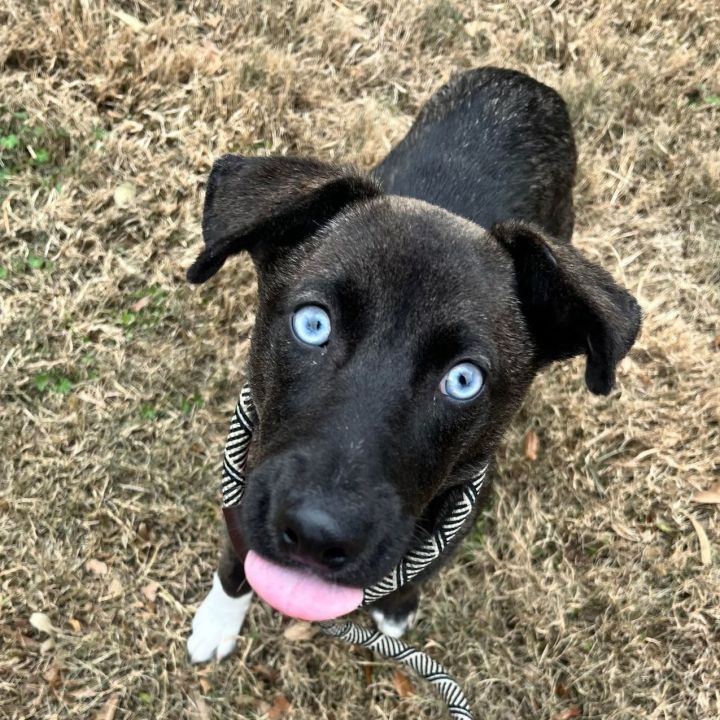 Black lab husky mix with best sale blue eyes