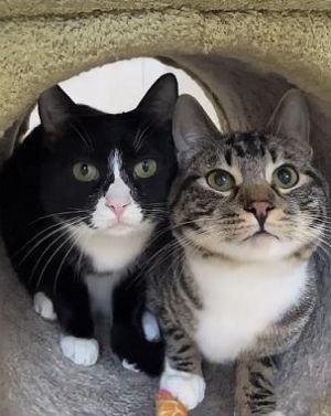 Hi Were Pinky and Simon We were rescued in Stockton CA My brother and I have very similar purrs