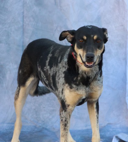 Texa, an adoptable Catahoula Leopard Dog, Mixed Breed in Buchanan Dam, TX, 78609 | Photo Image 1