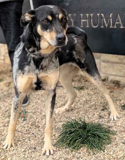 Texa, an adoptable Catahoula Leopard Dog, Mixed Breed in Buchanan Dam, TX, 78609 | Photo Image 1