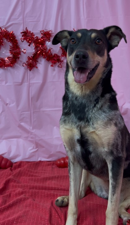Texa, an adoptable Catahoula Leopard Dog, Mixed Breed in Buchanan Dam, TX, 78609 | Photo Image 2