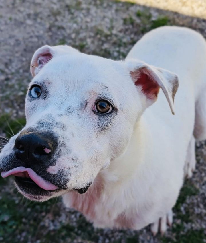 Dogo argentino hot sale husky mix