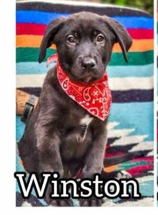 5B Puppy Winston