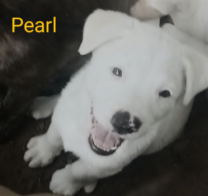 Pearl 3