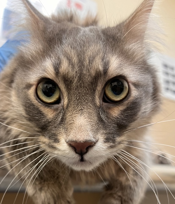 Jasper, an adoptable Domestic Medium Hair in Spokane Valley, WA, 99212 | Photo Image 1