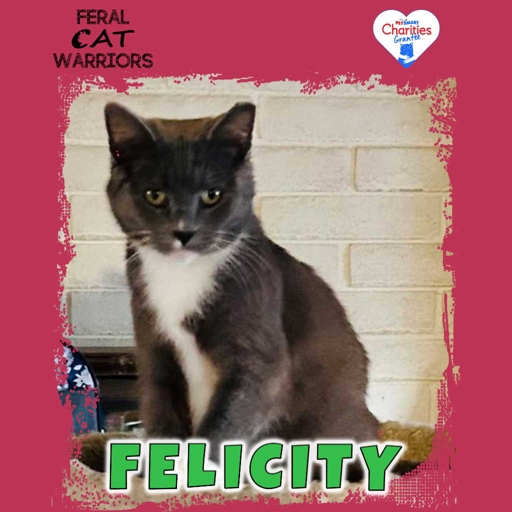 K23345/Felicity, an adoptable Domestic Short Hair in Kingman, AZ, 86401 | Photo Image 1