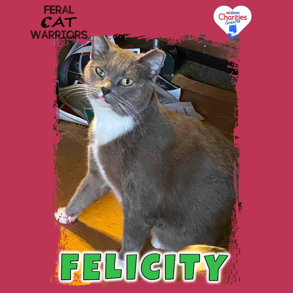 K23345/Felicity, an adoptable Domestic Short Hair in Kingman, AZ, 86401 | Photo Image 1