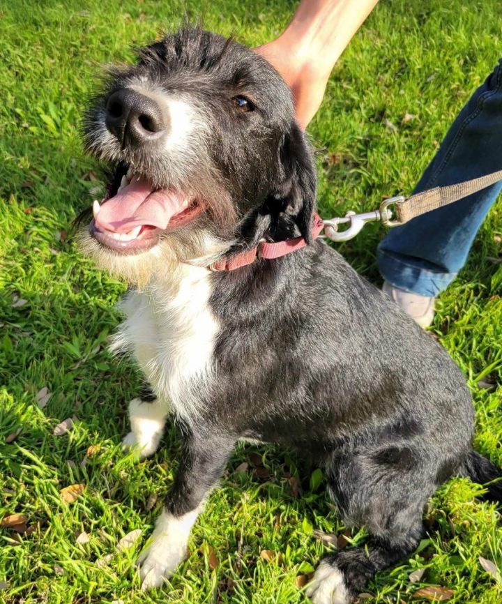 Schnauzer best sale pointer mix