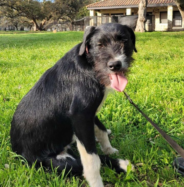 German wirehaired sale pointer schnauzer mix