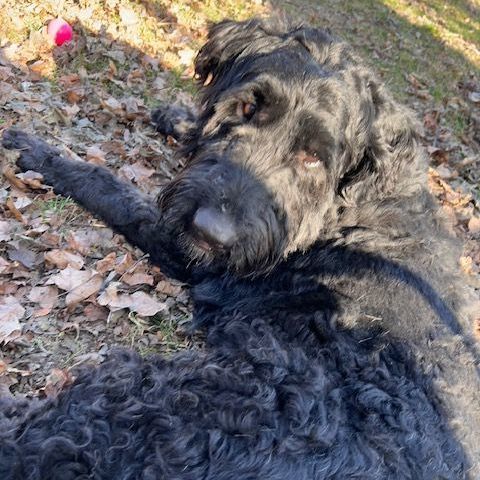 Petfinder bouvier hot sale