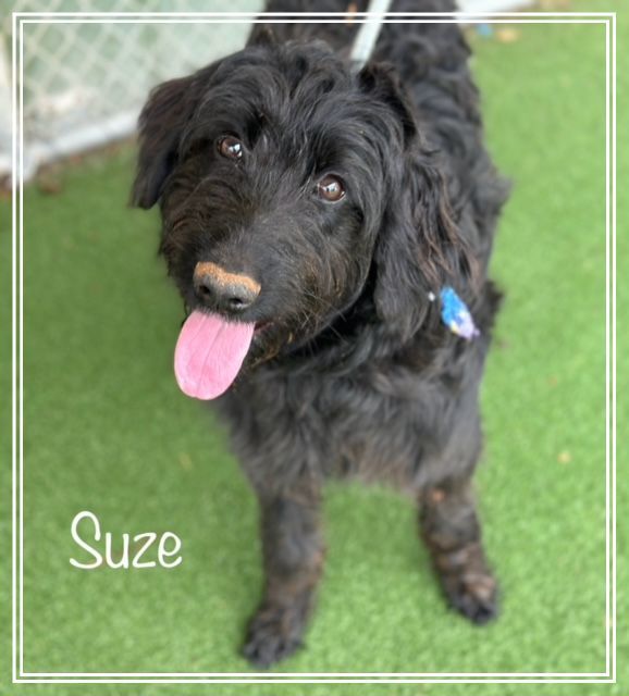 SUZE (see also DOLLY)