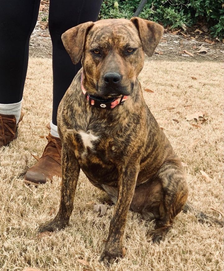 Brindle lab best sale hound mix