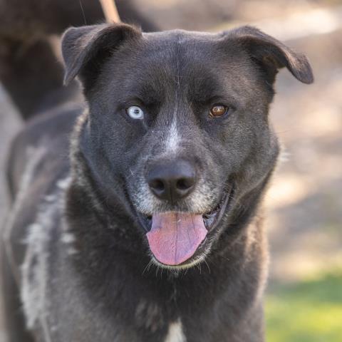 NELSON, an adoptable Siberian Husky, Mixed Breed in Camarillo, CA, 93010 | Photo Image 1