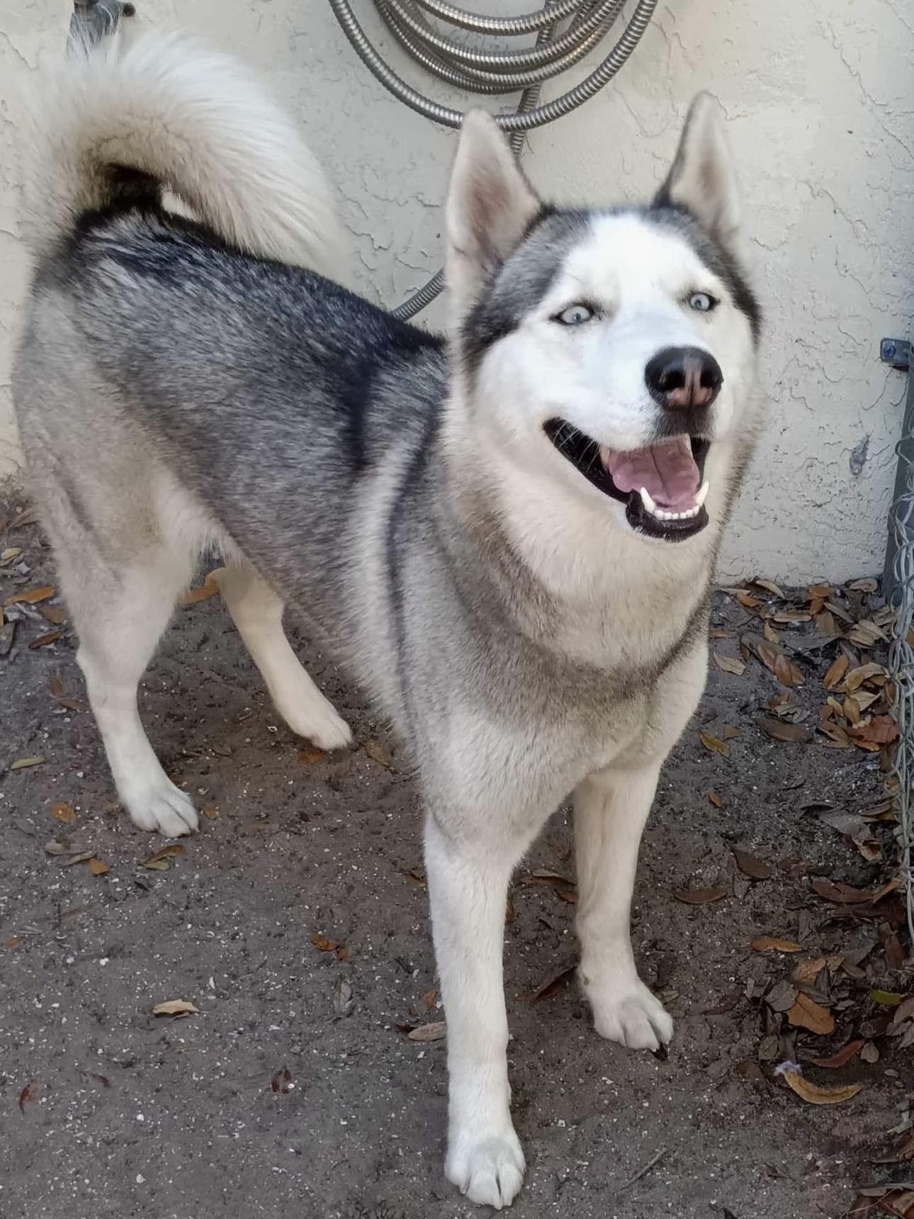 Sophie's circle discount husky rescue