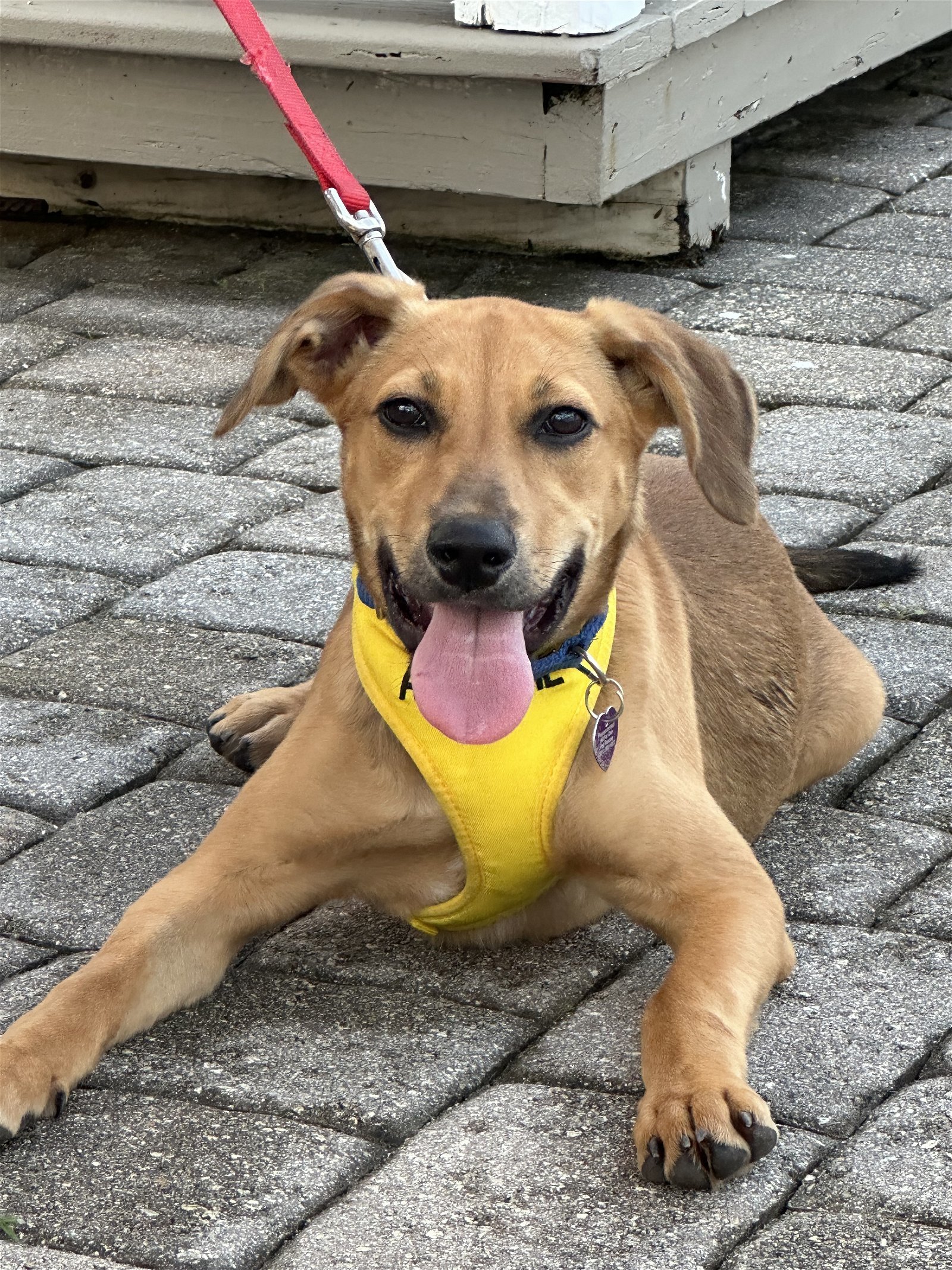 Dog for adoption Roger, a Labrador Retriever & Rottweiler Mix in
