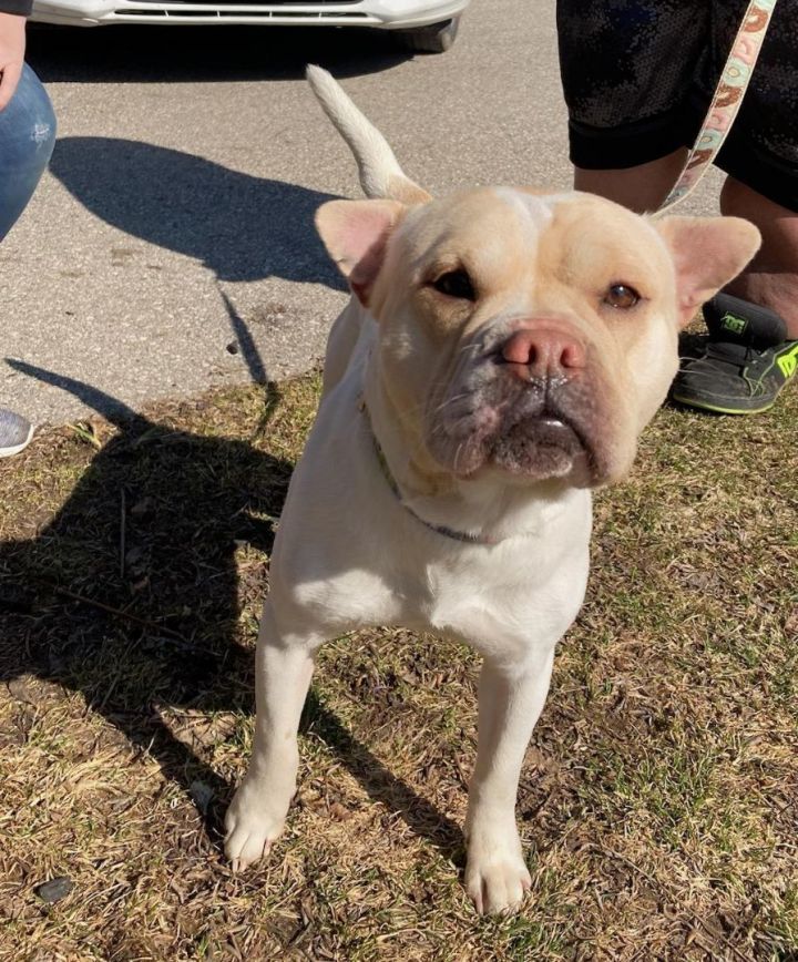 Great lakes humane society traverse 2024 city mi