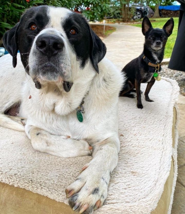 Great pyrenees treeing hot sale walker coonhound mix