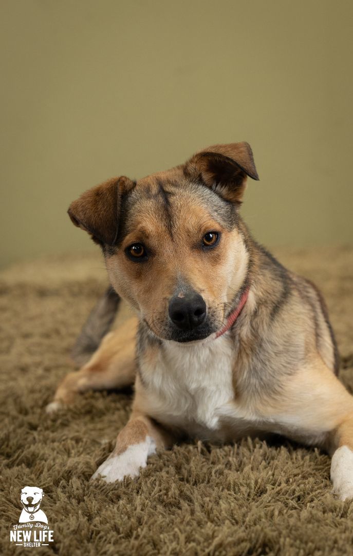 Cattle dog sheltie sales mix