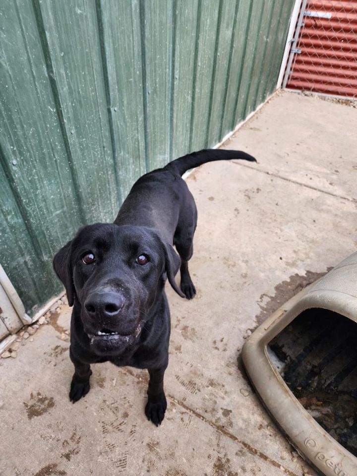 Dog for adoption Ulta a Labrador Retriever in Rawlins WY