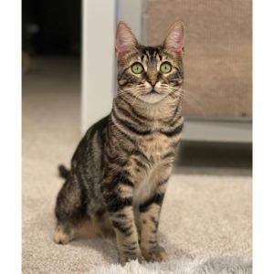 Petfinder cats best sale near me