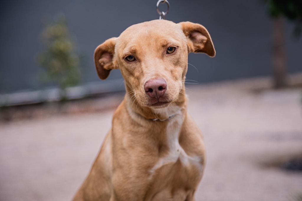 Sur, an adoptable Vizsla, Foxhound in Anacortes, WA, 98221 | Photo Image 1