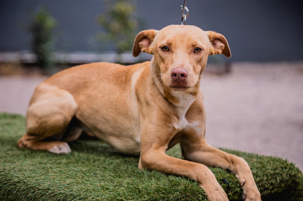 Sur, an adoptable Vizsla, Foxhound in Anacortes, WA, 98221 | Photo Image 2