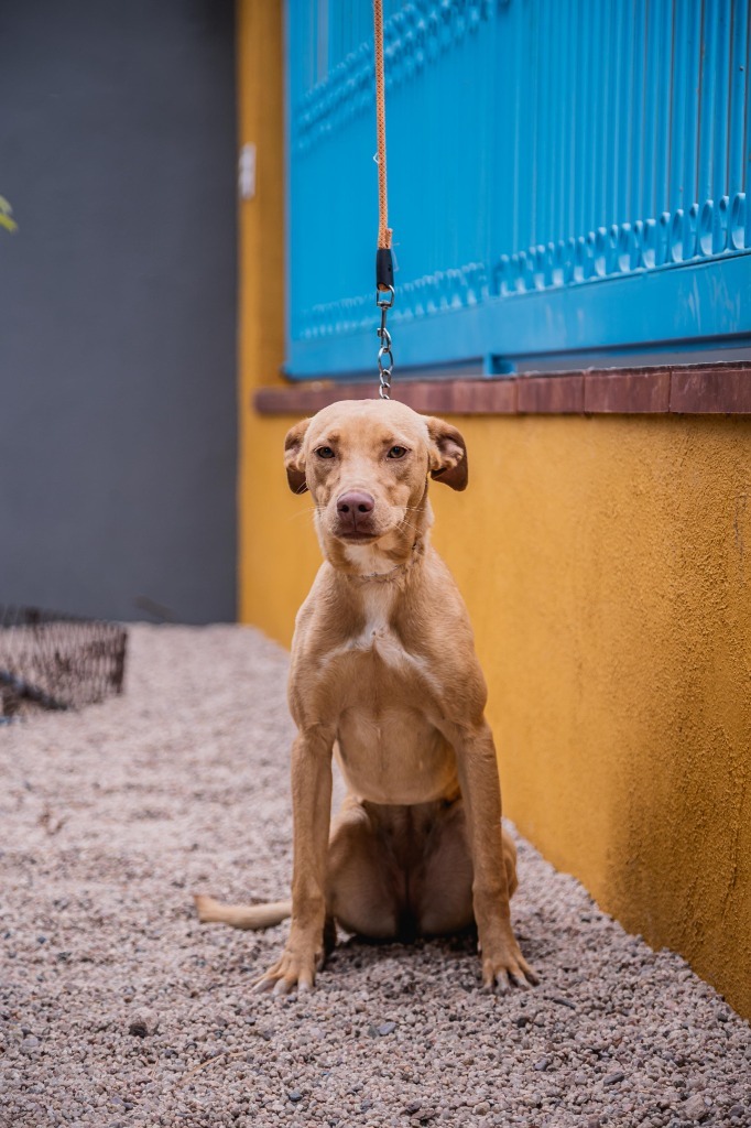 Sur, an adoptable Vizsla, Foxhound in Anacortes, WA, 98221 | Photo Image 3