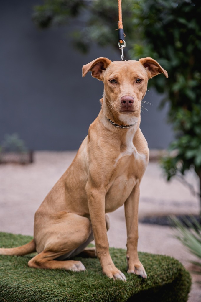 Sur, an adoptable Vizsla, Foxhound in Anacortes, WA, 98221 | Photo Image 4