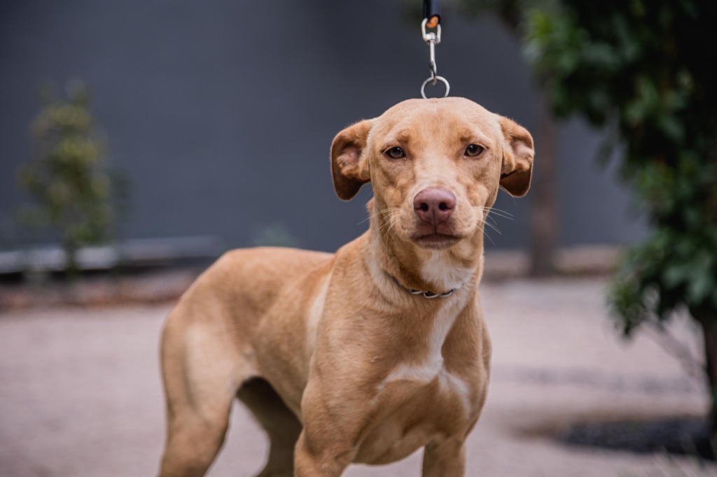 Sur, an adoptable Vizsla, Foxhound in Anacortes, WA, 98221 | Photo Image 5