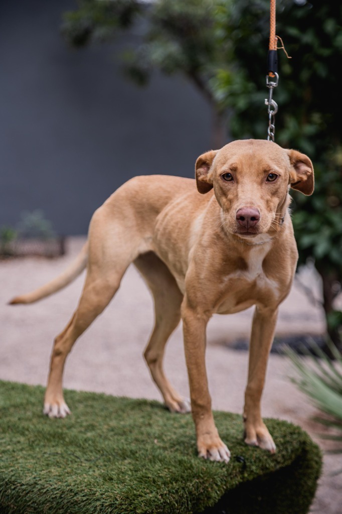 Sur, an adoptable Vizsla, Foxhound in Anacortes, WA, 98221 | Photo Image 6