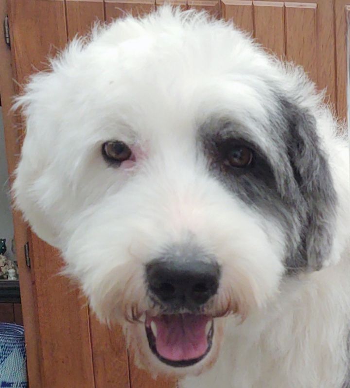 Petfinder old english store sheepdog