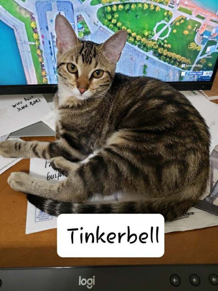 Tinkerbell 7614 2