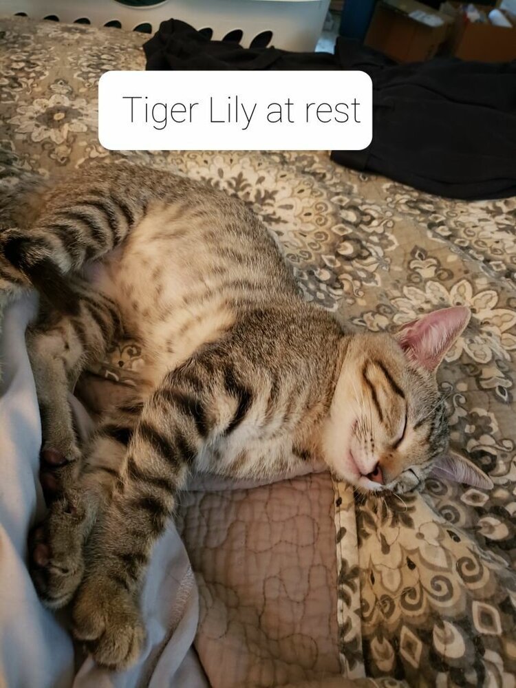 Tiger Lily 4836