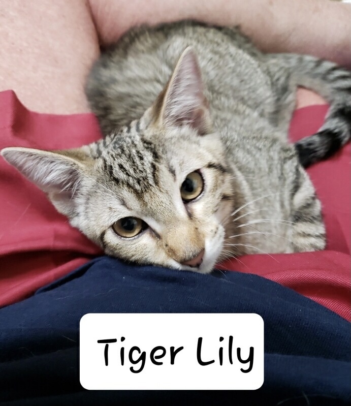 Tiger Lily 4836
