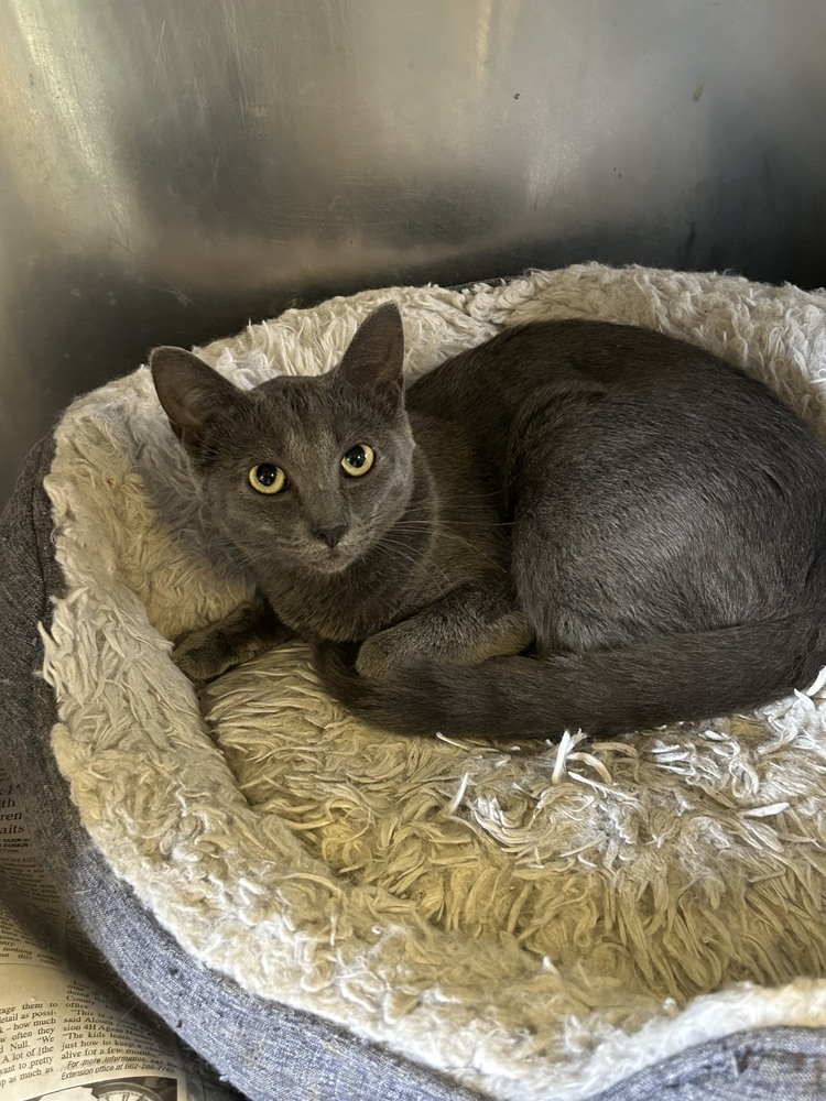 Rocket 21C-0309, an adoptable Domestic Short Hair in Corinth, MS, 38834 | Photo Image 1