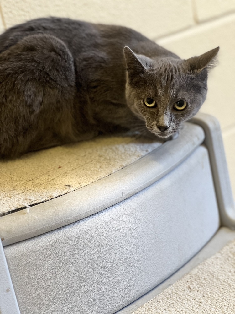 Rocket 21C-0309, an adoptable Domestic Short Hair in Corinth, MS, 38834 | Photo Image 3