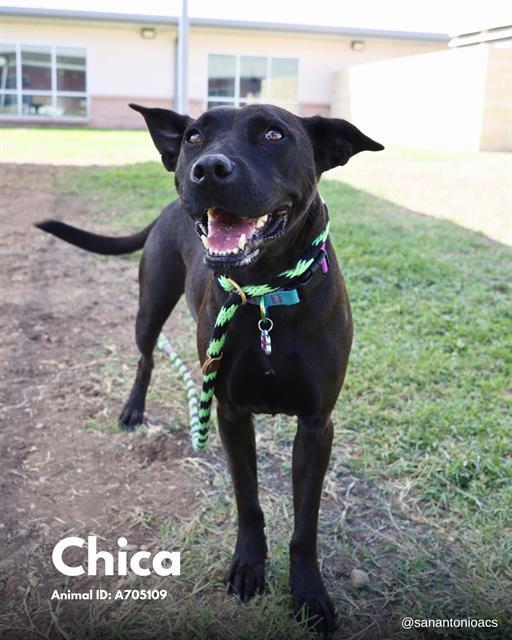 CHICA