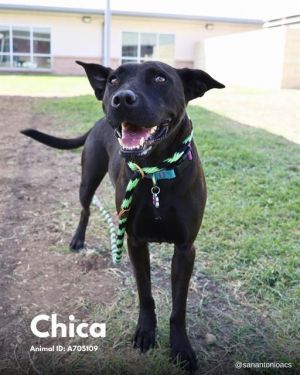 CHICA, Adult Female Terrier