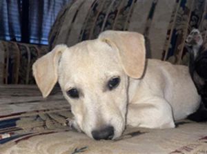 ELLIE, Young Female unknown