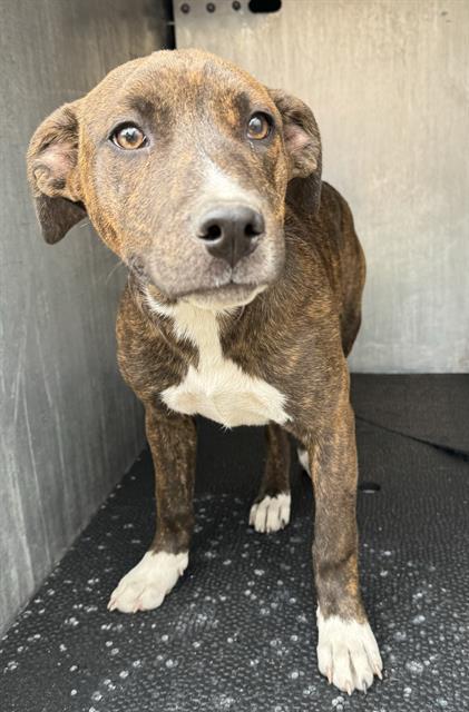 Dog for adoption - PRISCILLA, a Plott Hound Mix in San Antonio, TX ...