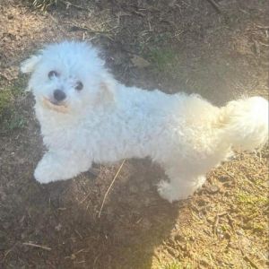 Bichon sales frise petfinder