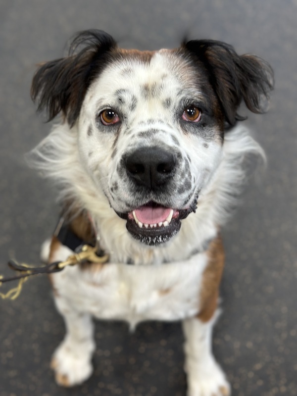 American blue heeler shepherd hot sale mix