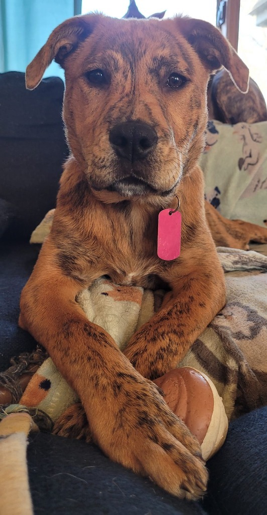 Catahoula dachshund sales