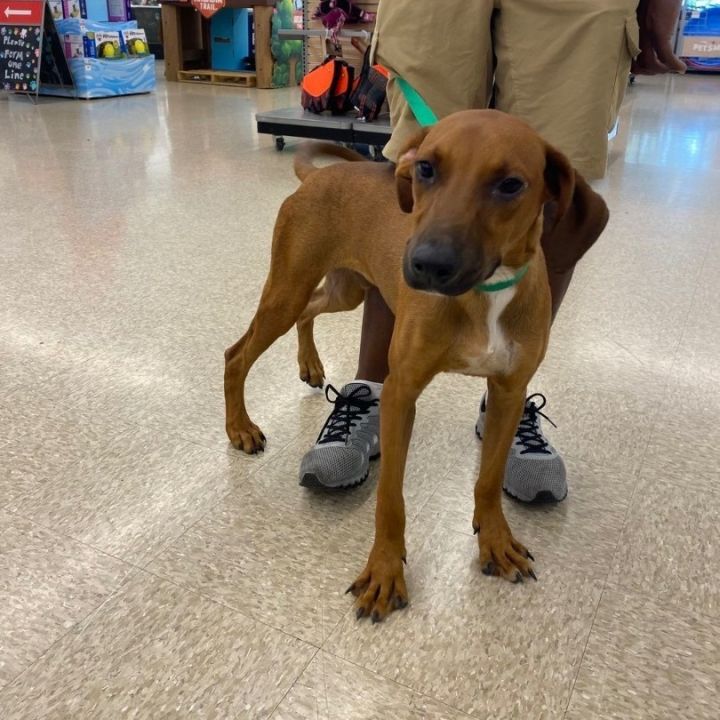 Vizsla best sale beagle mix